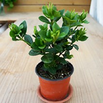 그린플랜트 생화 공기정화식물, 꽃있는식물__치자나무, 1개