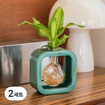 메이크정글 생화 공기정화 수경식물 맛상게아나 행운목 + Color Aqua 세트, 그린, 2세트