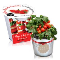 세경팜 양철키친가든 텃밭세트 앉은뱅이 방울토마토, 1개