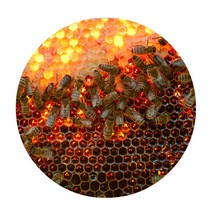 리빙팝 3D 허니비 원형 발 매트, 1 type