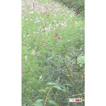 강촌수필(제13집), 신원