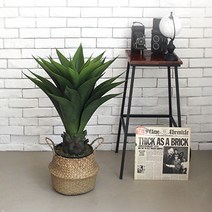 조아트 아가베 아테누아타 85cm, 혼합 색상, 1개