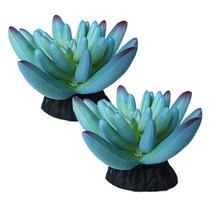 아쿠아테라 어항 장식 다육 수초 ATPC-75, 혼합 색상, 2개