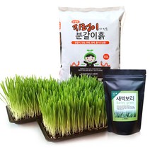 세경팜 새싹보리 키우기 세트