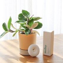 [호야휴이] 메이크정글 공기정화식물 디퓨저팟 호야 식물 기프트 세트, 옐로우, 1세트