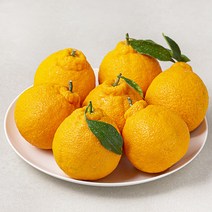 다조은 강서시장 새벽경매 제주한라봉, 2.8kg(9~11입), 1개