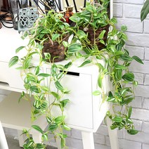조아트 행잉 바구니넝쿨, 달개비, 2개