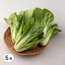 GAP 인증 국내산 얼갈이, 500g, 5개
