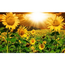 밀스턴 비즈 DIY 5D 햇빛 해바라기 보석십자수 인테리어 세트, 혼합색상, 1세트