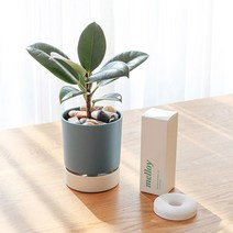 메이크정글 공기정화식물 디퓨저팟 고무나무 식물 기프트 세트, 네이비, 1세트