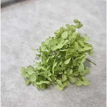프리저브드 수국 소분 1g, 녹색