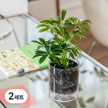 메이크정글 생화 공기정화식물 홍콩야자 + 화분 세트, 투명(화분), 2세트