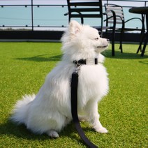 글로펫 소형 중형견 목줄, 블랙