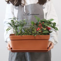 모리앤 초화 박스 3p + 화분 받침 3p, 라이트브라운