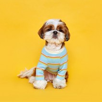 플로트 강아지 후르츠 티셔츠, 소다