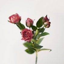 블루밍앤미 부르즈 부쉬, 빈티지핑크