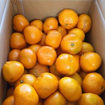 산지직송 노지 제주 중대과 감귤 10kg