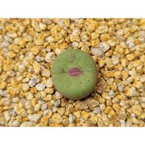 코노피튬/파가에1380-1393아프리카농장