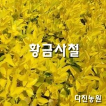 [다진농원} 황금사철 1년생 모종