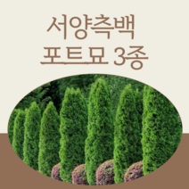 측백나무묘목 포트묘 서니스마르그 에메랄드그린 골든브라반트 서양측백