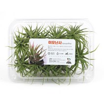 식물도매 대량구매 10개 이오난사 중대 7cm / 틸란드시아 수입식물 공기정화식물