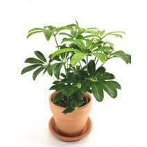 홍콩야자 키우기 실내공기정화식물, 무늬홍콩야자