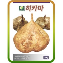 히카마(얌빈)씨앗10g 멕시코감자씨앗 히까마 히마카 콩감자