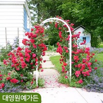 줄장미 덩굴장미 키100cm포트 장미나무, 줄장미 키100cm 포트