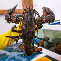 캐나다 항공직송 S급 활 랍스터 500g 600g 700g 1kg 바닷가재 랍스타 홈파티, 활 랍스터 600g 1마리