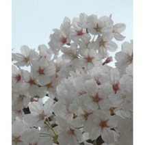 벚나무묘목 왕벚나무 겹벚나무, 접목1년 왕벚나무묘목 중묘