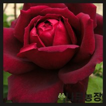 (나무농장) 유럽사계땅장미 오클라호마 개화주 화분