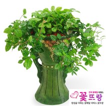 공기정화식물 개업화분 축하화분 화분배달 스투키 행운목 금전수 전국당일배송, C09 산호수