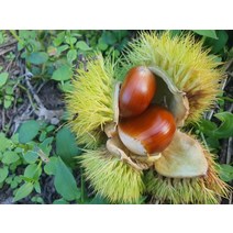 햇밤 지리산농부의 하동 햇알밤 옥광밤 2kg(특) 밤삶는법 밤까기 고소한 하동옥광밤 유기농생률밤, 상세페이지 참조