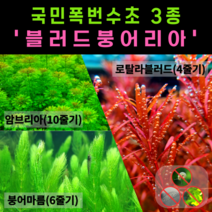 [물풀정원] 달팽이 100% 없는 청정수초 <블러드붕어리아
