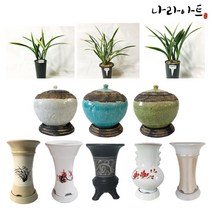 나라아트 동양란 난화분 모음, 12. 천금(대)
