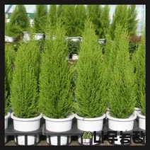 (나무농장) 율마 10cm 포트 ( 2포트묶음 )