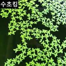 개구리밥 (부상수초) 수초맛집 수초킹 키우기 쉬운 초보수초, 20촉