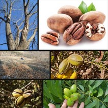 피칸나무묘목 3주