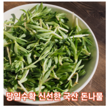 [국내산/국산] 신선한 돈나물 1kg 2kg 당일채취 돗나물 돌나물 돈 돗 녹즙 재료 즙용 주스용 녹즙용 채소 야채, 400g