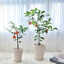 탱글탱글 오렌지 레몬나무 인테리어 화분, 중형 오렌지 레몬나무 + 크림색 토분+받침대