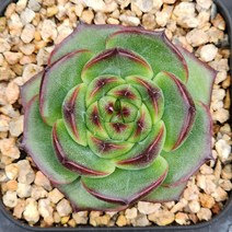 다육식물(블루와이번) 랜덤 발송, 1개