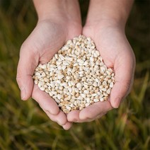 국산 경북안동 고품질 홍화씨 600g 홍아씨 홍화자 차 효능, 국산 홍화씨 600g, 1개
