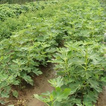 무화과나무 무화과묘목 무화과나무묘목, 무화과나무2년생