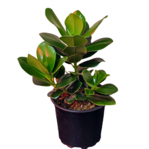 크루시아 반려식물 키우기쉬운식물 클루시아 공기정화 13, 1개