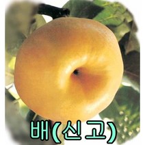 신고배나무 접목1년특묘2그루 묘목 나무묘목 과일나무 유실수