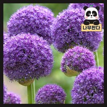 (나무판다) 알리움 글래디에이터 구근