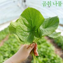 23년 국산 고령 곰취나물 곰취쌈 생곰취 햇곰취 500g 1kg 2kg 2월나물 제철 봄나물 장아찌 쌈밥 산지직송, 곰취 1kg