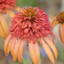 뿌리/에키나세아(더블)-이레지스터블 뿌리1개 KM1195