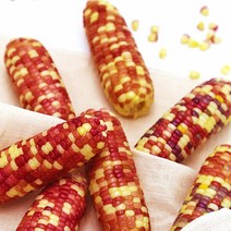 알록달록 냉동 찰옥수수 소(10~15cm) 10개 20개 30개, 03_냉동 옥수수 30개