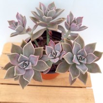 분홍용월 다육이 물과 햇볕을 좋아하는 다육식물6-45, 단품, 1개